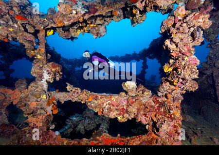 Taucher, Tauchrin, Aufbauten, Kyokuzan Maru, Wrack, Dicke Vegetation, untere Tiere (Invertebrata), japanisches Versorgungsschiff, Frachter Stockfoto