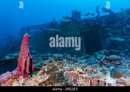 Deck, Aufbauten, Kyokuzan Maru, Unterwasser, Wrack, Dicke Vegetation, wirbellose Tiere, wirbellose Tiere, japanische Versorgungsschiffe Stockfoto