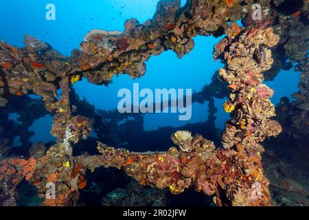 Überbau, Kyokuzan Maru, Unterwasser, Wrack, dicke Vegetation, Wirbellose Tiere (Evertebrata), wirbellose Tiere, japanisches Versorgungsschiff Stockfoto