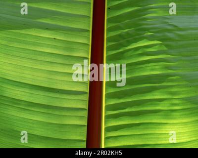 Makrofotografie der Venen der Blätter eines Bananenbaums gegen die Sonne, aufgenommen in einem Wald nahe der Stadt Arcabuco im Zentrum Kolumbiens. Stockfoto