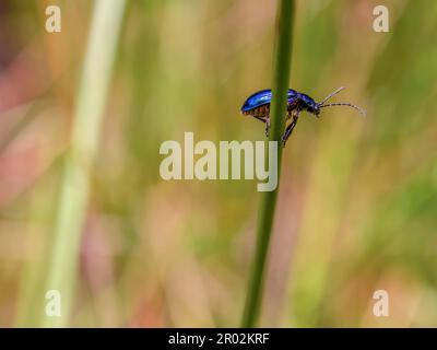 Makrofotografie eines winzigen blauen Käfers, der auf einem Stiel einer Wildpflanze auf einem Feld in der Nähe der Stadt Arcabuco im Zentrum Kolumbiens läuft. Stockfoto