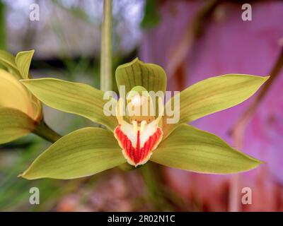 Makrofotografie einer exotischen Cymbidium-Orchideenblume, gefangen in einem Garten nahe der Stadt Guasca, nordöstlich der Stadt Bogota, Kolumbien. Stockfoto