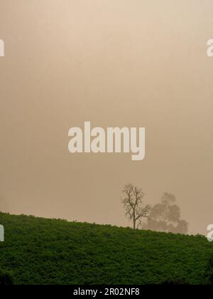 Ein einsamer, blattloser Baum am Rande eines Hügels bei einem sehr nebligen Sonnenaufgang in den Andenbergen im Zentrum Kolumbiens in der Nähe der Stadt Arcabuco. Stockfoto