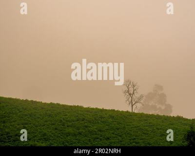 Ein einsamer, blattloser Baum am Rande eines Hügels bei einem sehr nebligen Sonnenaufgang in den Andenbergen im Zentrum Kolumbiens in der Nähe der Stadt Arcabuco. Stockfoto