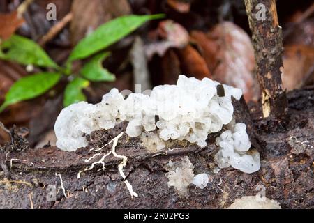 Gelee-Pilz oder Tremella fuciformis Stockfoto