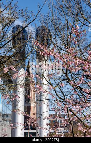 Blühende Kirschblüten im Frühjahr in der Innenstadt von Kiel mit Lüftungshutzen und Rathausturm Stockfoto