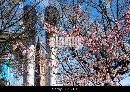 Blühende Kirschblüten im Frühjahr in der Innenstadt von Kiel mit Lüftungshutzen und Rathausturm Stockfoto