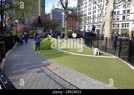 Hunde, die zusammen im Hundepark im Madison Square Park spielen Stockfoto