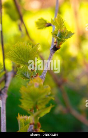 Traubenzweig mit jungen Blättern auf blauem Himmelshintergrund. Frühlingsgarten. Schönheit in der Natur, aus der Nähe. Wachsendes Laub. Weinberge. Stockfoto