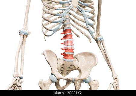 Lendenwirbel in roter Farbe 3D-Darstellung isoliert auf weiß mit Kopierbereich. Menschliche Skelett- und Wirbelsäulenanatomie, medizinisches Diagramm, Osteolog Stockfoto