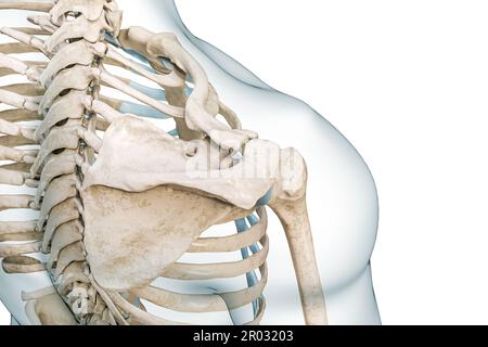 Skapula, Oberarmknochen und Schlüsselbeinknochen Draufsicht 3D-Darstellung isoliert auf Weiß mit Kopierbereich. Anatomie des menschlichen Skeletts und Schultergürtels, Stockfoto