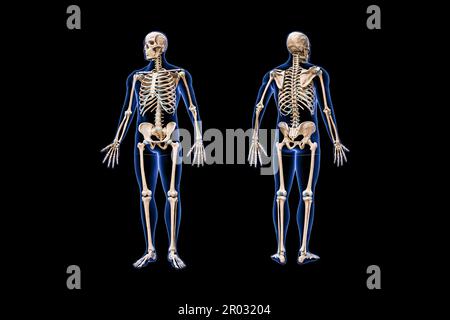 Vorder- und Rückansicht des gesamten menschlichen Skeletts mit 3D-Darstellung des männlichen Körpers auf schwarzem, leerem Hintergrund. Anatomie, Osteologie, Skelett Stockfoto