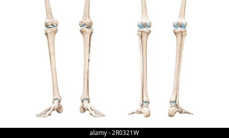 Tibia oder Schienbein Vorder- und Rückansicht 3D-Darstellung isoliert auf Weiß mit Kopierbereich. Menschliche Skelett- und Beinanatomie, medizinisches Diagramm, Stockfoto