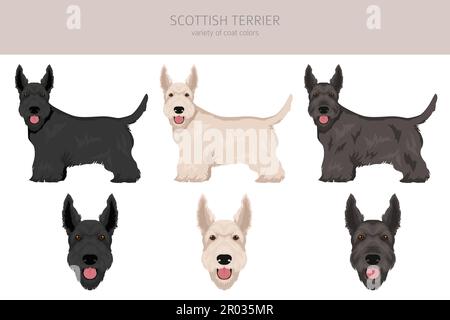 Schottische Terrier Hunde in verschiedenen Posen und Fellfarben. Erwachsene und Welpen scottie Set. Vektorgrafik Stock Vektor