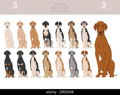 Saluki glatte beschichtete Cliparts. Verschiedene Posen, Fellfarben eingestellt. Vektorgrafik Stock Vektor