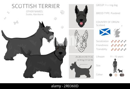 Schottische Terrier Hunde in verschiedenen Posen und Fellfarben. Erwachsene und Welpen scottie Set. Vektorgrafik Stock Vektor