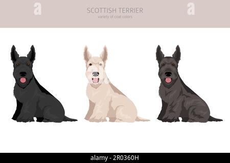Schottische Terrier Hunde in verschiedenen Posen und Fellfarben. Erwachsene und Welpen scottie Set. Vektorgrafik Stock Vektor