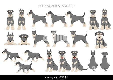 Schhnauzer Standard Clipart. Verschiedene Posen, Fellfarben eingestellt. Vektorgrafik Stock Vektor