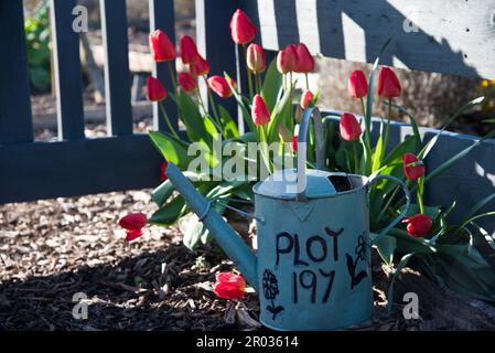 Zuteilung Grundstück Nummer auf der Seite einer alten Metall Bewässerung geschrieben werden kann. Die Dose ist auch als Garten Pflanzmaschine verwendet. Stockfoto