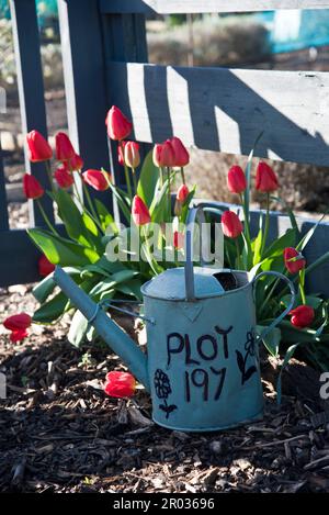 Zuteilung Grundstück Nummer auf der Seite einer alten Metall Bewässerung geschrieben werden kann. Die Dose ist auch als Garten Pflanzmaschine verwendet. Stockfoto