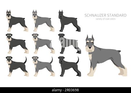 Schhnauzer Standard Clipart. Verschiedene Posen, Fellfarben eingestellt. Vektorgrafik Stock Vektor
