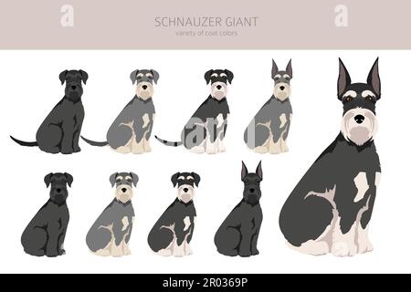 Schhnauzer Riesenclipart. Verschiedene Posen, Fellfarben eingestellt. Vektorgrafik Stock Vektor