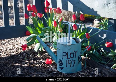 Zuteilung Grundstück Nummer auf der Seite einer alten Metall Bewässerung geschrieben werden kann. Die Dose ist auch als Garten Pflanzmaschine verwendet. Stockfoto