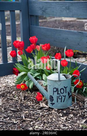 Zuteilung Grundstück Nummer auf der Seite einer alten Metall Bewässerung geschrieben werden kann. Die Dose ist auch als Garten Pflanzmaschine verwendet. Stockfoto