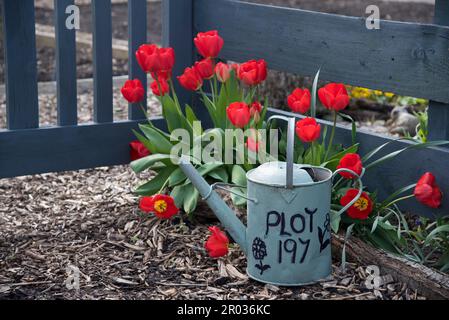 Zuteilung Grundstück Nummer auf der Seite einer alten Metall Bewässerung geschrieben werden kann. Die Dose ist auch als Garten Pflanzmaschine verwendet. Stockfoto