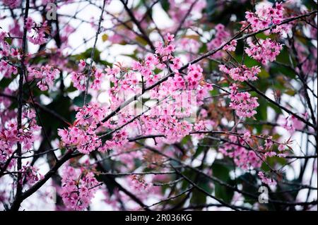 Nahaufnahme des wilden Himalaya Kirschbaums mit rosa Laub im Wald im Wildlife Sanctuary Stockfoto