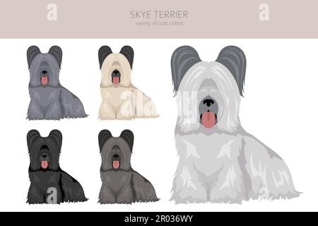 Skye Terrier Fellfarben, verschiedene Posen Cliparts. Vektorgrafik Stock Vektor