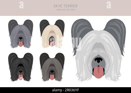 Skye Terrier Fellfarben, verschiedene Posen Cliparts. Vektorgrafik Stock Vektor