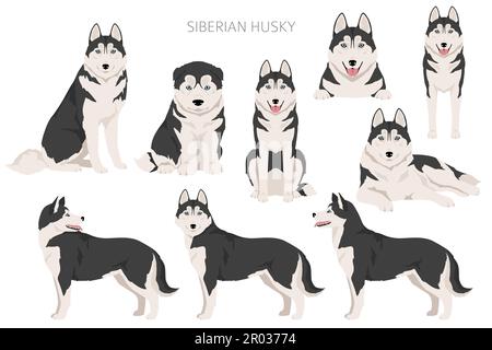 Sibirischer Husky-Clipart. Alle Mantelfarben eingestellt. Infografik zu den Merkmalen aller Hunderassen. Vektordarstellung Stock Vektor