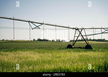 Bewässerung auf einem großen Feld mit einer selbstfahrenden Sprinkleranlage mit Mittelschaukel. Moderne Landwirtschaftstechnologien. Industrielle Erzeugung von Agrarerzeugnissen Stockfoto