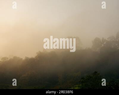 Ein einheimischer Regenwald auf einem Berg, der sehr früh am Morgen von Nebel bedeckt ist, in der Nähe der Stadt Arcabuco im Zentrum Kolumbiens. Stockfoto