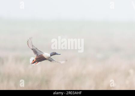 Northern Shoveler (Anas clypeata) im RSPB Loch Leven Nature Reserve, Schottland, Großbritannien Stockfoto