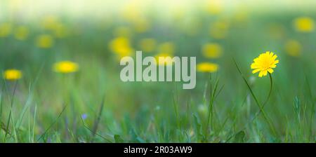 Kleine gelbe Löwenzahnblume, die auf der grünen Wiese wächst und von anderen unscharfen Blumen umgeben ist. Selektiver Fokus. Bereiche außerhalb des Fokus. Stockfoto