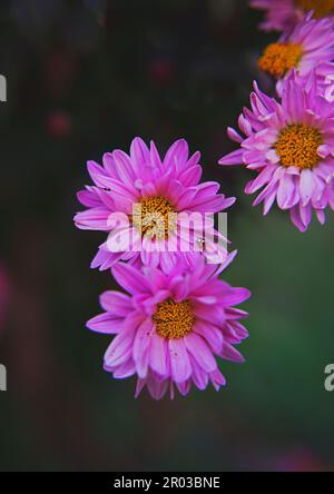 Ein vertikales Bild des kleinen Insekts auf den rosa Blumen im Garten Stockfoto