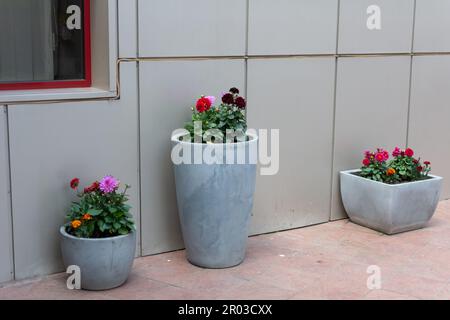 Blumenkübel aus Zement vor einem Hotelgebäude in Rumänien. Zierblumen in Zementtöpfen. Stockfoto