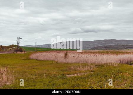 Schilf. Landschaften der Republik Moldau. Künstlerische Fotobearbeitung Stockfoto