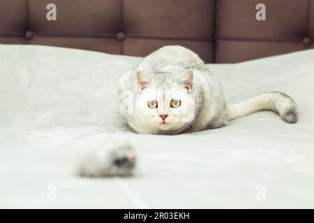 Die Katze spielt mit einer Spielzeugmaus. Britische weiße Hauskatze im Bett zu Hause. Stockfoto