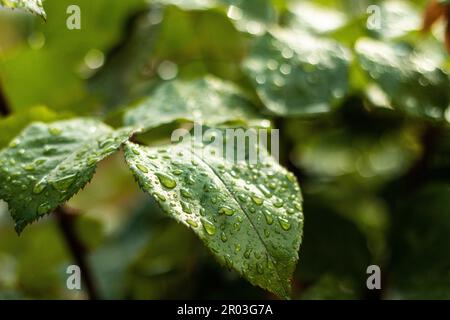 Kleine grüne Blätter mit Wassertropfen nach einem regnerischen Tag. Stockfoto