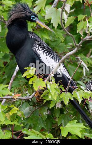 Männliche Anhinga im Zuchthupfer zeigt Schlange wie Hals und Dolch scharfen Schnabel Stockfoto