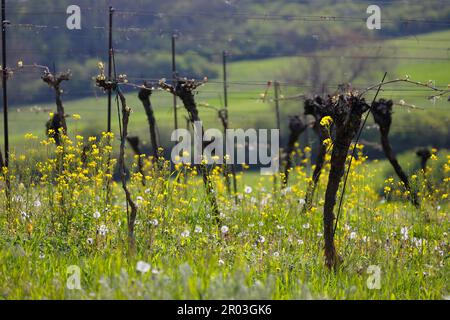 Alte Reben in einem Weinberg wachsen im Frühjahr neu. Stockfoto