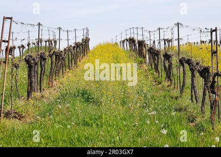 Alte Reben in einem Weinberg wachsen im Frühjahr neu. Stockfoto