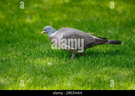 Eine Holztaube sucht nach Nahrung im Gras des Gartens. Stockfoto