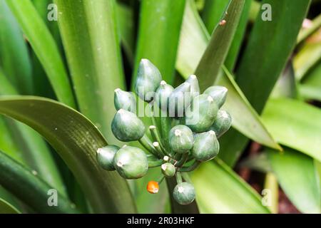 Clivia miniata, Buschlilie, Natal-Lilie grüne unreife Fruchtbeeren, die sich in einem Cluster mit grünen Blättern auf einer Pflanze in Südafrika zusammenschließen Stockfoto