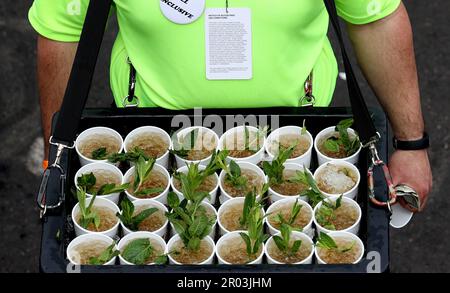 Louisville, Usa. 06. Mai 2023. Am Freitag, den 6. Mai 2023, dreht sich alles um die Mint Juleps beim 149. Lauf des Kentucky Derby bei Churchill Downs in Louisville, Kentucky. Foto: Mark Abraham/UPI Credit: UPI/Alamy Live News Stockfoto