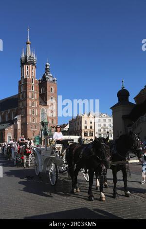 Krakau. Krakau. Polen. Hackney Busse warten auf Passagiere auf dem Alten Marktplatz vor St. Marienkirche. Stockfoto