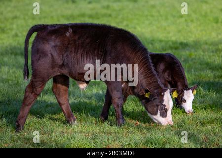 Zwei weiße Kälber grasen auf einer grünen, grasbedeckten Frühlingswiese Stockfoto